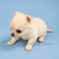 Schroeder - CH SIRED AKC, a male Chihuahua for sale in Goodyear, AZ – 7 of 10