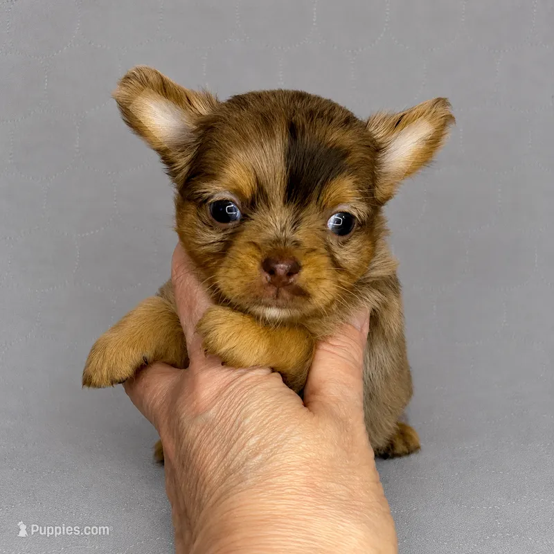 Hazel - FULL AKC Lilac – Chihuahua puppy for sale in Goodyear, AZ