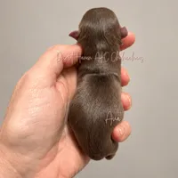 Ava - AKC - Import lines, a female Chihuahua for sale in Goodyear, AZ – 7 of 8