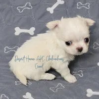 CH Sired Creed • FULL AKC 4# LC, a male Chihuahua for sale in Goodyear, AZ – 5 of 10