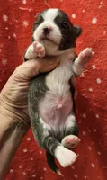 Blue minimal White Long Coat male , a male Chihuahua for sale in Goodyear, AZ – 5 of 5