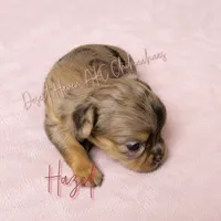 Hazel - FULL AKC Lilac, a male Chihuahua for sale in Goodyear, AZ – 3 of 6
