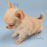 Andy - AKC *hidden merle, a male Chihuahua for sale in Goodyear, AZ – 4 of 7