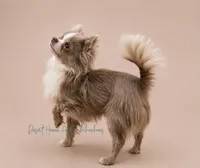 Trout - CH Sired AKC Blue, a male Chihuahua for sale in Goodyear, AZ – 4 of 5