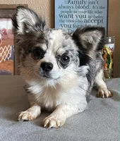 Blue Merle LC male, a male Chihuahua for sale in Goodyear, AZ – 1 of 4