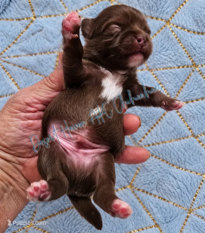 Fudge • AKC Perfect Pet – Chihuahua puppy for sale in Goodyear, AZ