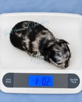 Atlas - AKC Flashy Merle, a male Chihuahua for sale in Goodyear, AZ – 6 of 6