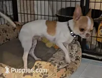 Nugget, a male Chihuahua for sale in Goodyear, AZ – Photo 3 of 6