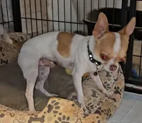 Nugget, a male Chihuahua for sale in Goodyear, AZ – Photo 5 of 6