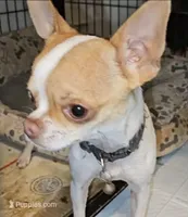 Nugget, a male Chihuahua for sale in Goodyear, AZ – Photo 4 of 6