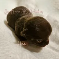 Ava - AKC - Import lines, a female Chihuahua for sale in Goodyear, AZ – 3 of 8