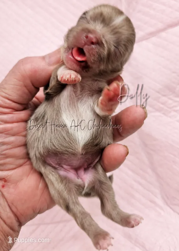 Dolly - AKC LC Female – Chihuahua puppy for sale in Goodyear, AZ