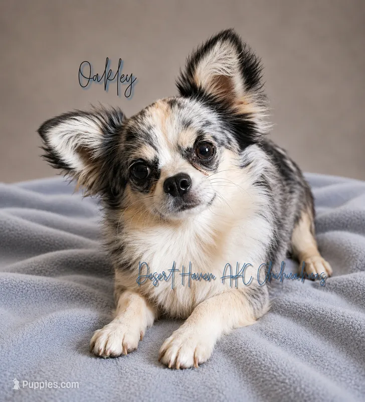 Oakley - FULL AKC LC – Chihuahua puppy for sale in Goodyear, AZ