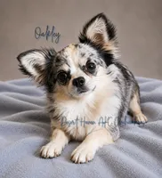 Oakley • CH Sired FULL AKC, a male Chihuahua for sale in Goodyear, AZ – 3 of 4