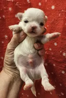 White Cream Long Coat male , a male Chihuahua for sale in Goodyear, AZ – 5 of 5