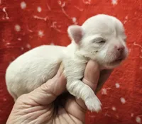 White Cream Long Coat female , a female Chihuahua for sale in Goodyear, AZ – 3 of 6