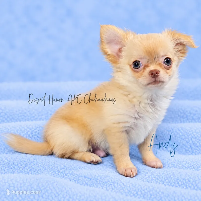 Andy - AKC *hidden merle – Chihuahua puppy for sale in Goodyear, AZ