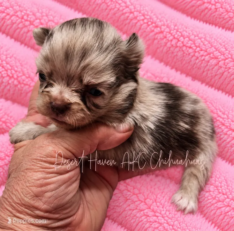 Jolene - AKC LC Girl – Chihuahua puppy for sale in Goodyear, AZ