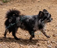 Boomerang AKC Silver Merle, a male Chihuahua for sale in Goodyear, AZ – 3 of 5