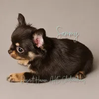 CH Sired Sammy • AKC • Embarked!, a male Chihuahua for sale in Goodyear, AZ – 2 of 8