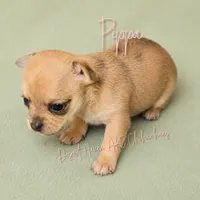 FULL AKC Pippa - small merle , a female Chihuahua for sale in Goodyear, AZ – 6 of 10