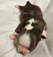 Hershey - CH Sired AKC Chocolate tri LC, a male Chihuahua for sale in Goodyear, AZ – 2 of 7