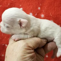 White Cream SC Male, a male Chihuahua for sale in Goodyear, AZ – Photo 1 of 6