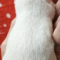 White Cream SC Male, a male Chihuahua for sale in Goodyear, AZ – Photo 3 of 6