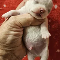 White Cream SC Male, a male Chihuahua for sale in Goodyear, AZ – Photo 4 of 6