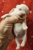 White Cream SC Male, a male Chihuahua for sale in Goodyear, AZ – Photo 4 of 6