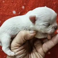 White Cream SC Male, a male Chihuahua for sale in Goodyear, AZ – Photo 5 of 6