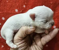 White Cream SC Male, a male Chihuahua for sale in Goodyear, AZ – Photo 5 of 6