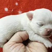 White Cream SC Male, a male Chihuahua for sale in Goodyear, AZ – Photo 2 of 6