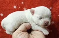 White Cream SC Male, a male Chihuahua for sale in Goodyear, AZ – Photo 2 of 6