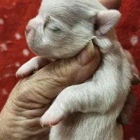 White Cream SC Male, a male Chihuahua for sale in Goodyear, AZ – Photo 6 of 6