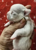 White Cream SC Male, a male Chihuahua for sale in Goodyear, AZ – Photo 6 of 6
