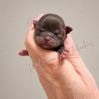 Ava - AKC - Import lines, a female Chihuahua for sale in Goodyear, AZ – 5 of 8