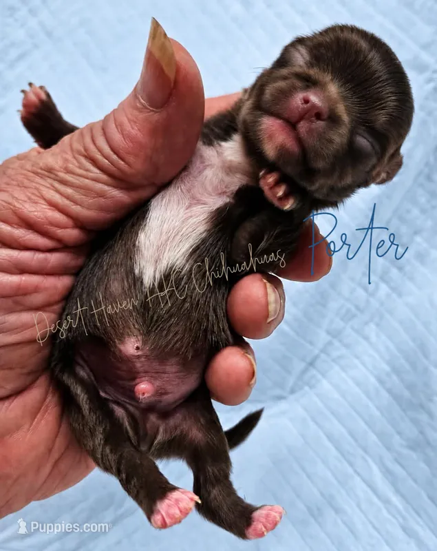 TINY PORTER - AKC FULL – Chihuahua puppy for sale in Goodyear, AZ
