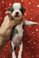 Irish marked Blue LC male , a male Chihuahua for sale in Goodyear, AZ – 6 of 6