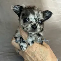 Boomerang AKC Silver Merle, a male Chihuahua for sale in Goodyear, AZ – 6 of 10