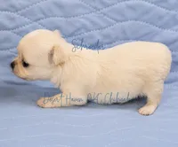 Schroeder - CH AKC, a male Chihuahua for sale in Goodyear, AZ – 3 of 6