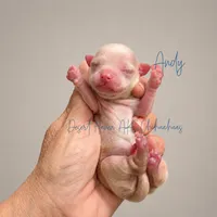 Andy - AKC *hidden merle, a male Chihuahua for sale in Goodyear, AZ – 6 of 8