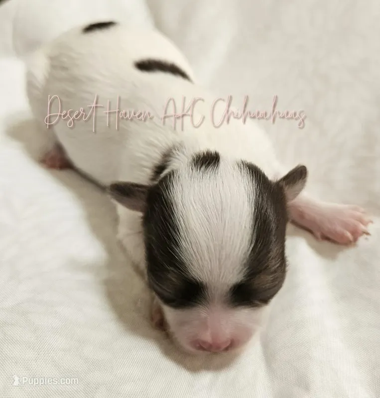 Godiva - CH Sired AKC LC  – Chihuahua puppy on hold in Goodyear, AZ