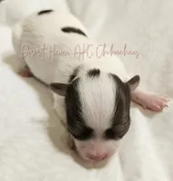 Godiva - CH Sired AKC LC , a female Chihuahua for sale in Goodyear, AZ – 1 of 6