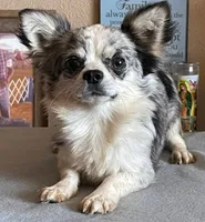 Blue Merle LC male, a male Chihuahua for sale in Goodyear, AZ – 3 of 4