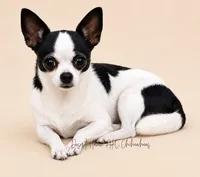 Boomerang AKC Silver Merle, a male Chihuahua for sale in Goodyear, AZ – 5 of 5