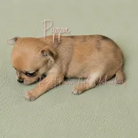 FULL AKC Pippa - small merle , a female Chihuahua for sale in Goodyear, AZ – 1 of 10