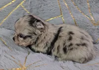 YANG, a male Chihuahua for sale in Goodyear, AZ – Photo 4 of 6