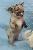 YANG, a male Chihuahua for sale in Goodyear, AZ – Photo 6 of 6