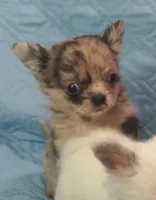 YANG, a male Chihuahua for sale in Goodyear, AZ – Photo 3 of 6